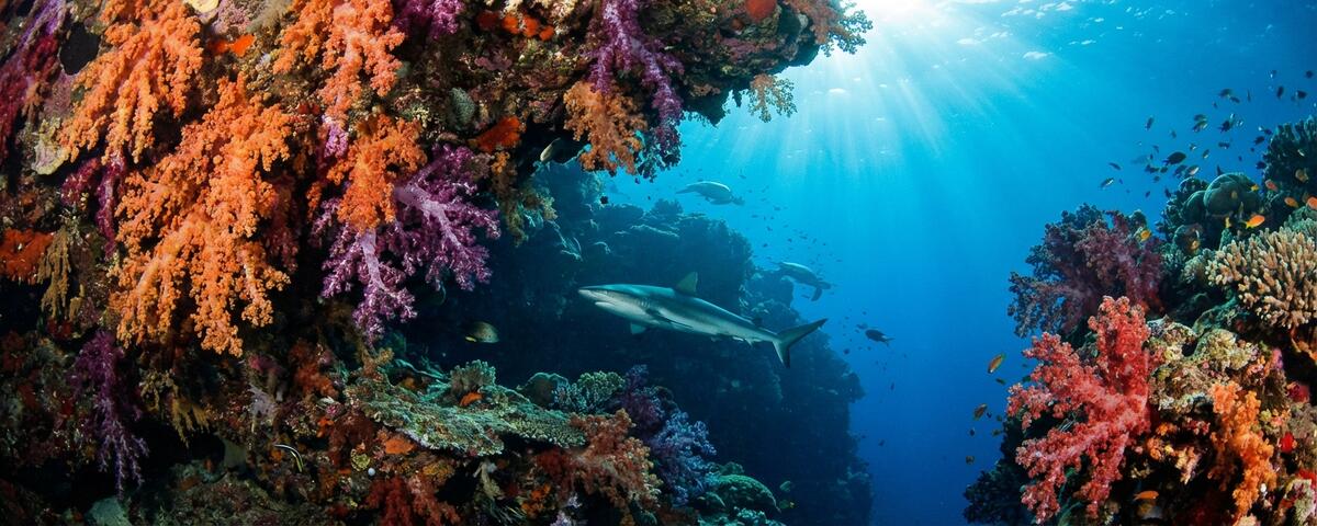 Soft coral covered overhangs and grey reef shark at Kudarah Thila dive site in South Ari Atoll Maldives