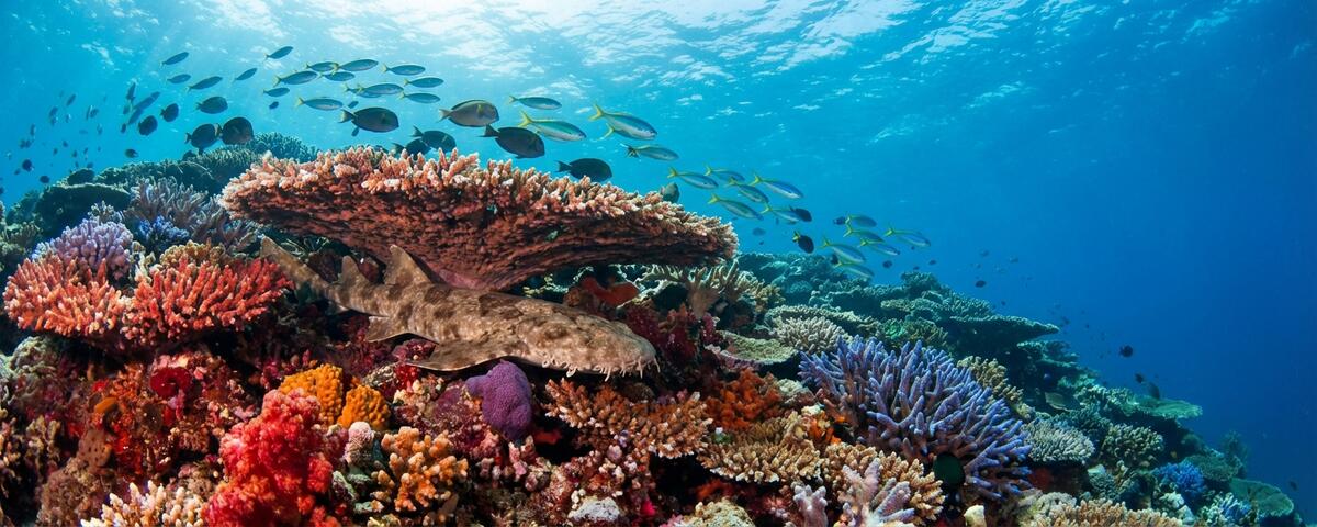 Vibrant coral reef and tropical fish at Lau Lau Reef, Raja Ampat