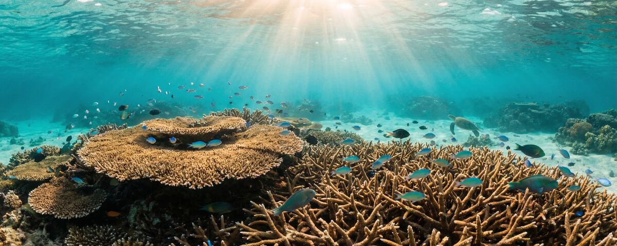 Shallow coral reef at Light House Bay dive site on Koh Tao with large table coral formations and tropical fish in clear turquoise water