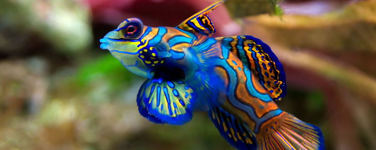Mandarin fish on coral rubble reef at Lighthouse dive site, Malapascua Island
