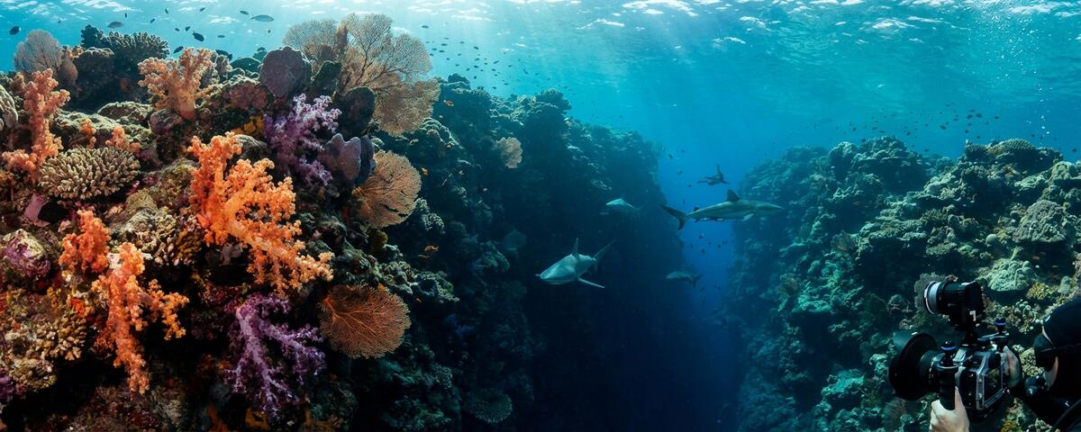 Grey reef sharks patrolling the deep wall at Lion's Head dive site in the Maldives with colourful soft corals on rocky overhangs