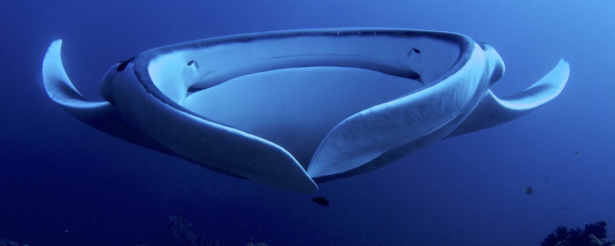 Manta ray at cleaning station, Manta Sandy, Raja Ampat, Indonesia