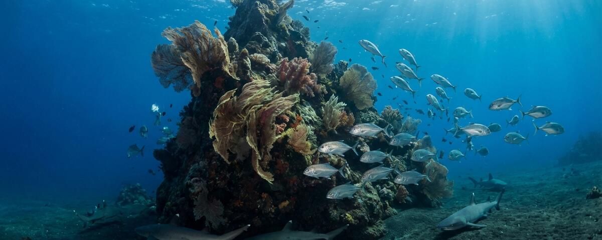 Dramatic submerged pinnacle covered in soft corals with school of trevally and reef sharks at Mapating dive site, Anilao Philippines