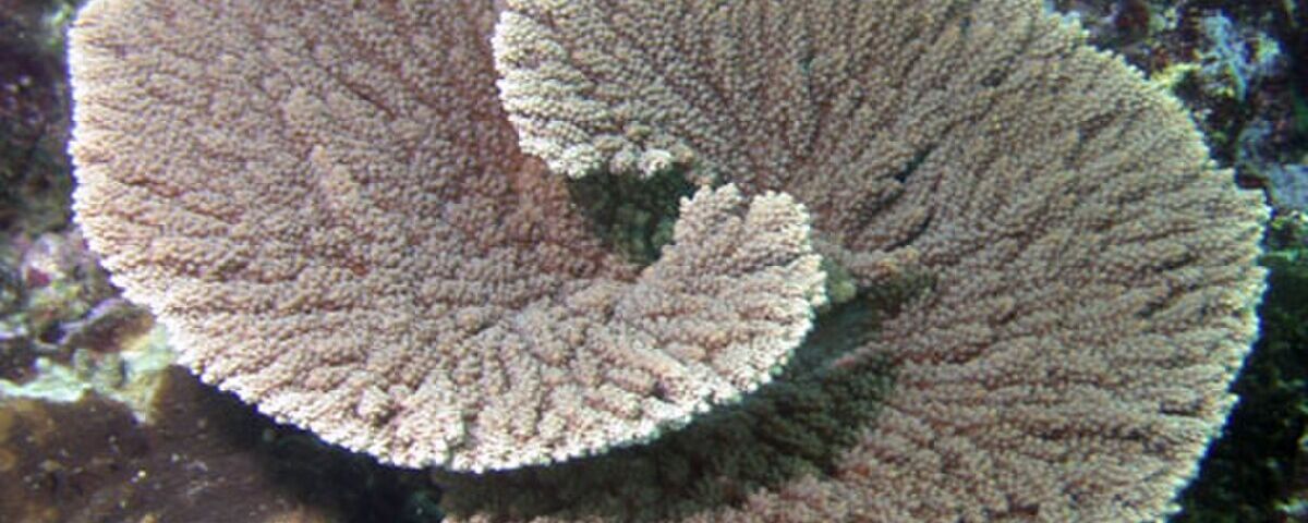 Pristine table coral formations at Melissa's Garden, Raja Ampat, Indonesia