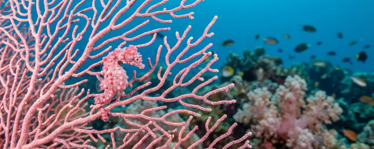 Coral reef with gorgonian sea fans at Mid Reef, Kapalai Island near Sipadan, Malaysia