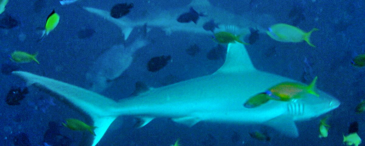 Grey reef sharks patrolling the reef edge at Mike's Point, Raja Ampat