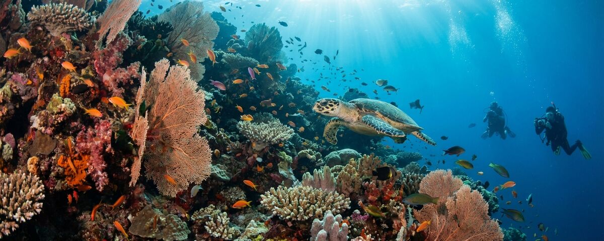 Coral-covered wall drop-off at Mini Wall dive site near Sebayur Kecil in Komodo National Park