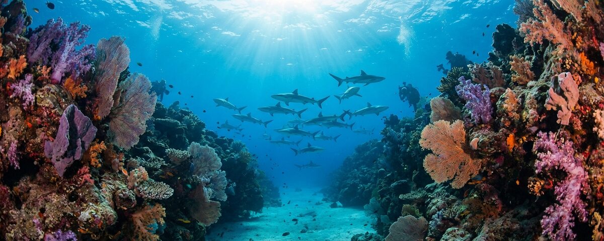 Grey reef sharks schooling at the channel mouth of Miyaru Kandu dive site in Vaavu Atoll, Maldives