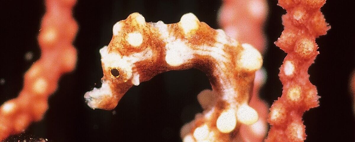 Gorgonian sea fan with pygmy seahorse at Monkey Beach dive site, Puerto Galera
