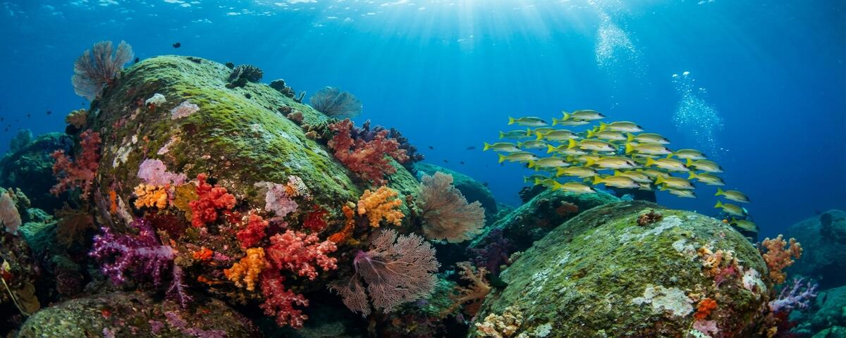 Boulder reef covered in soft corals at Nusa Kode dive site in Komodo National Park, Indonesia
