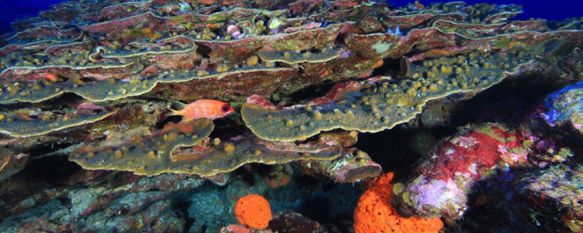 Healthy coral reef crest with diverse marine life, representative of the reef systems near Mangrove Point, Nusa Lembongan