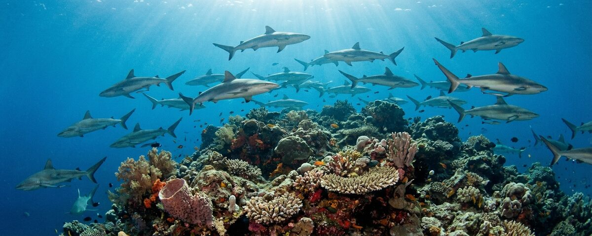 Large aggregation of grey reef sharks circling above the coral-covered rocky pinnacle at Orimas Thila dive site in North Ari Atoll, Maldives