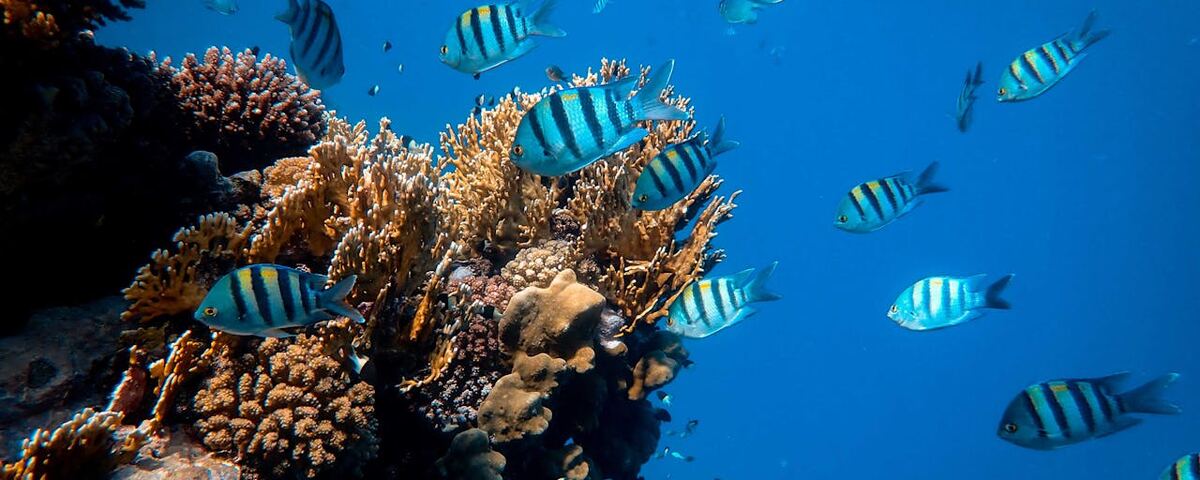 Massive school of grey reef sharks at Peleliu Corner wall, Palau