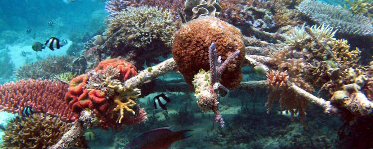 Biorock reef restoration structure with coral growth in Indonesia, an innovative electrical reef rehabilitation technique used at Pemuteran Bay, North Bali