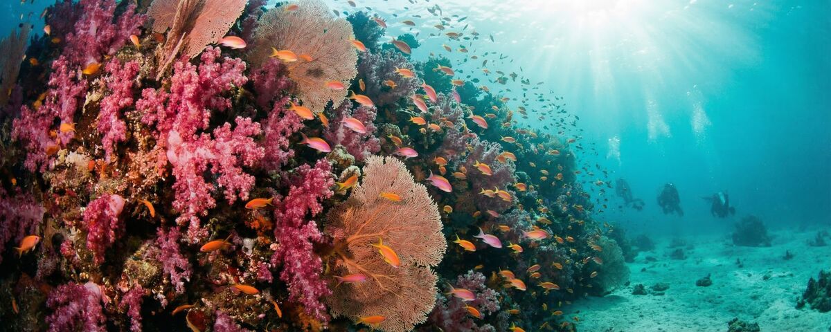 Pink soft corals covering the wall face at Pink Wall dive site in Puerto Galera with anthias fish schooling against the coral backdrop