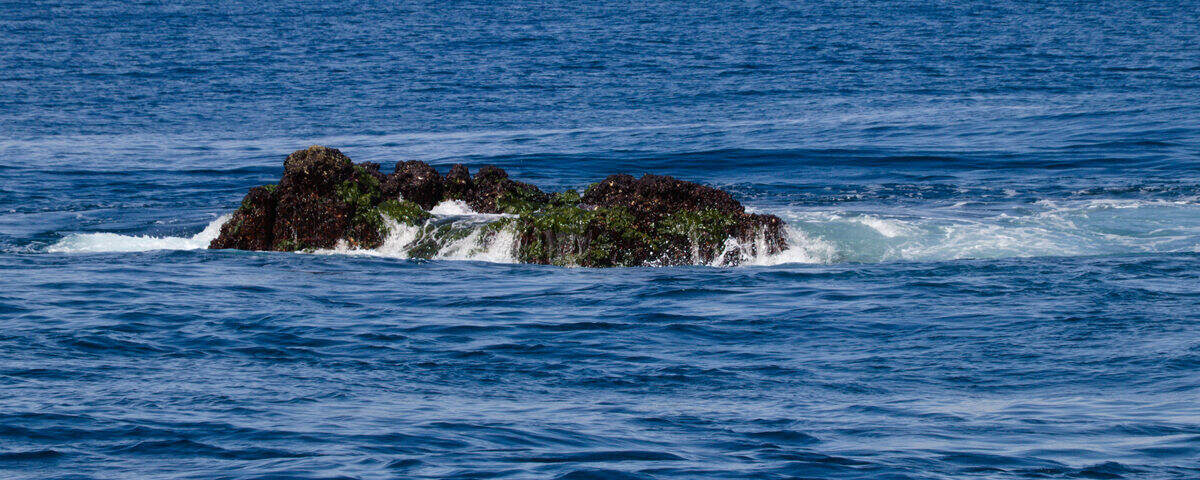 Soft coral covered pinnacle with schooling fish at Richelieu Rock, Thailand