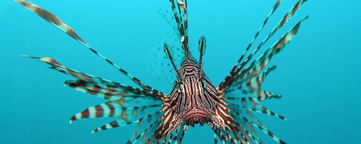 Coral-encrusted wreck structure at Sabang Wrecks, Puerto Galera, Philippines