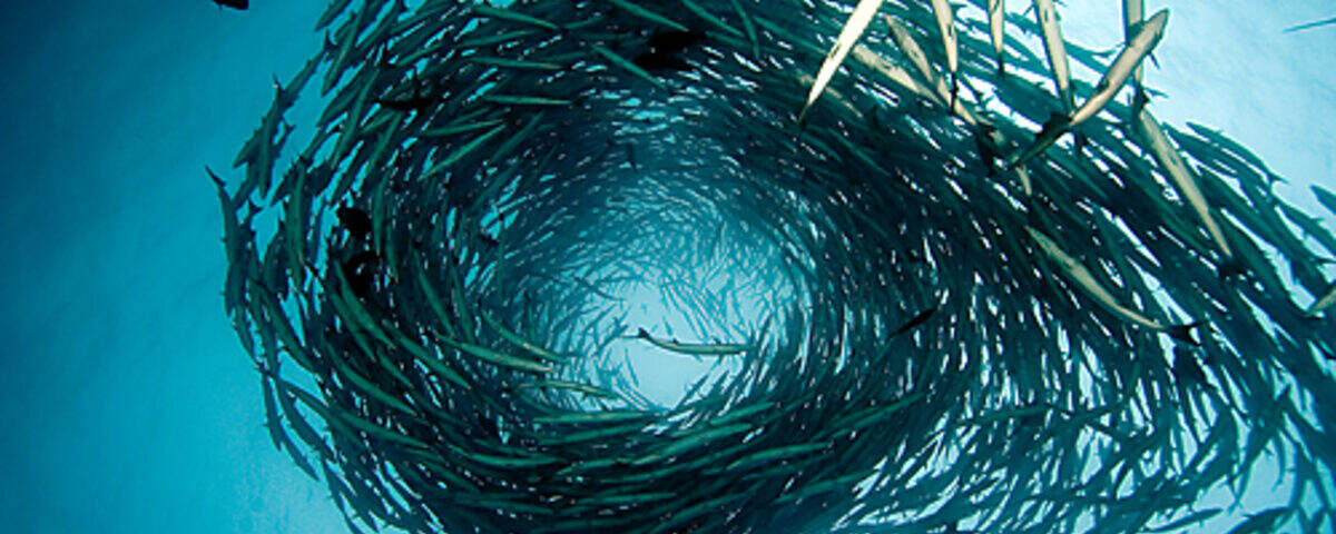 Barracuda tornado circling Sail Rock pinnacle in the Gulf of Thailand