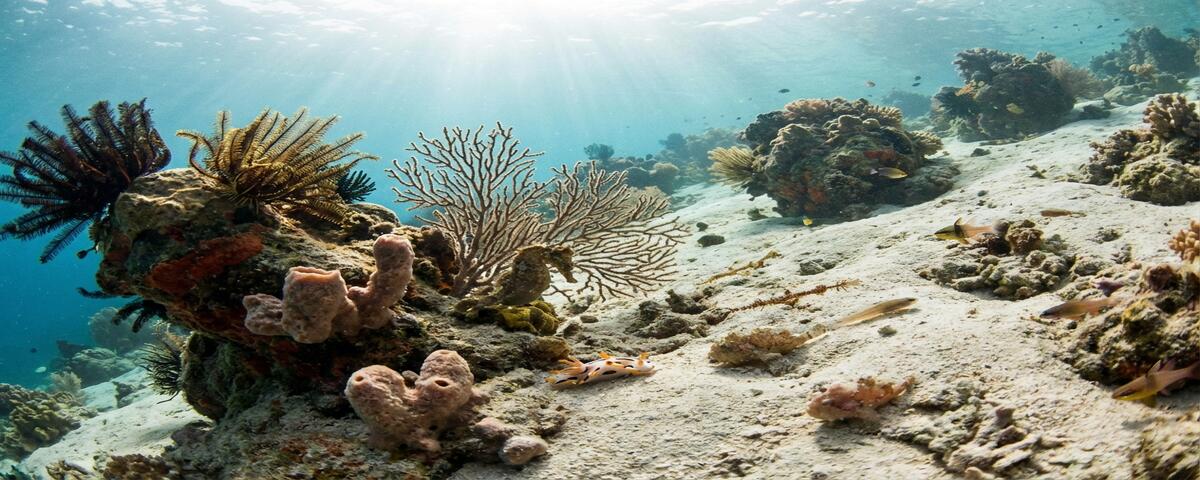 Sandy muck diving slope with coral bommies at Sapo dive site near Saporkren village, Raja Ampat, Indonesia