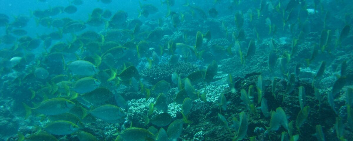 Millions of sardines forming a baitball at Panagsama Beach, Moalboal, Cebu