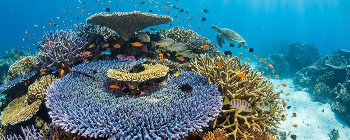 Pristine hard coral garden on white sand slope at Sebayur Kecil dive site in Komodo National Park