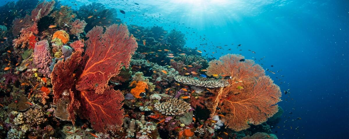 Gorgonian sea fans and colourful sponges covering the wall at Sepok Wall dive site, Anilao Philippines