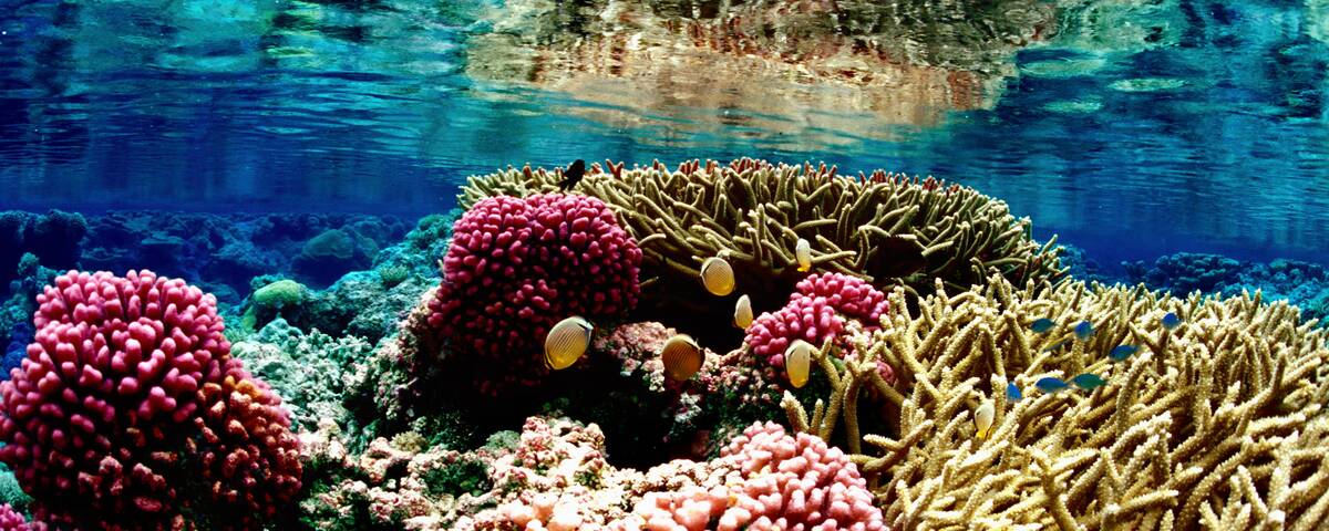 Coral reef ecosystem with vibrant marine life, typical of the underwater landscape at Shark Point dive site in the Gili Islands