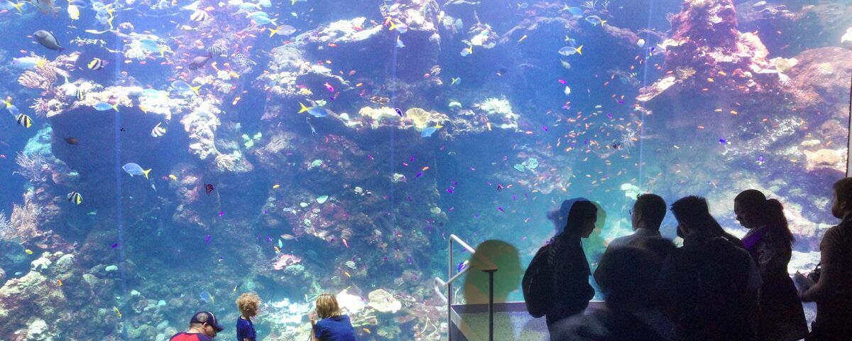 Coral-covered Sinandigan Wall with sea fans, Puerto Galera, Philippines