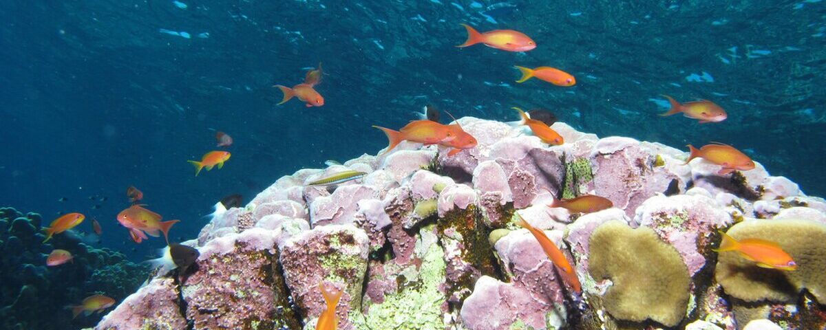 Colourful wall with soft corals at Sombrero Island, Anilao, Batangas