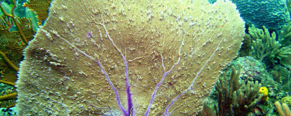 Colourful reef wall with schooling fish at Sorido Wall, Kri Island, Raja Ampat