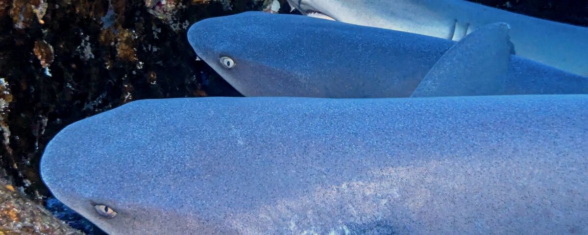 White-tip reef sharks resting on wall ledge at South Point, Sipadan, Malaysia