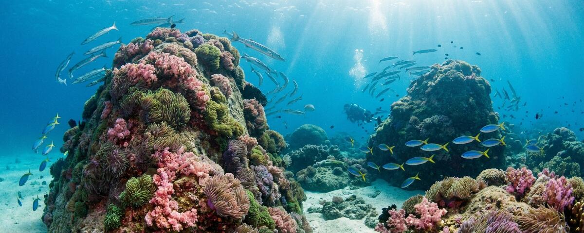 Granite pinnacles covered in colourful sea anemones with schools of fish at Southwest Pinnacles dive site, Koh Tao, Thailand