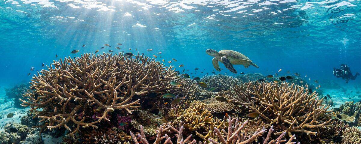 Dense staghorn coral colonies covering the shallow reef plateau at Staghorn Crest dive site on Sipadan Island, Malaysia, with sunlight filtering through clear blue water