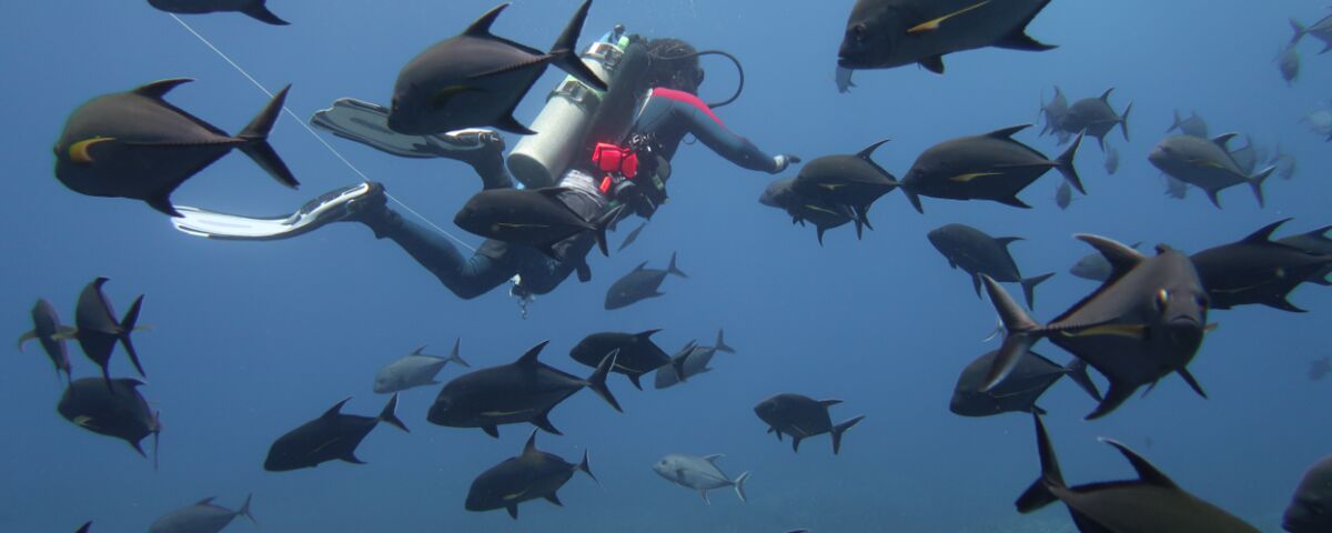 School of jacks circling an underwater pinnacle at Sunken Island, Moalboal