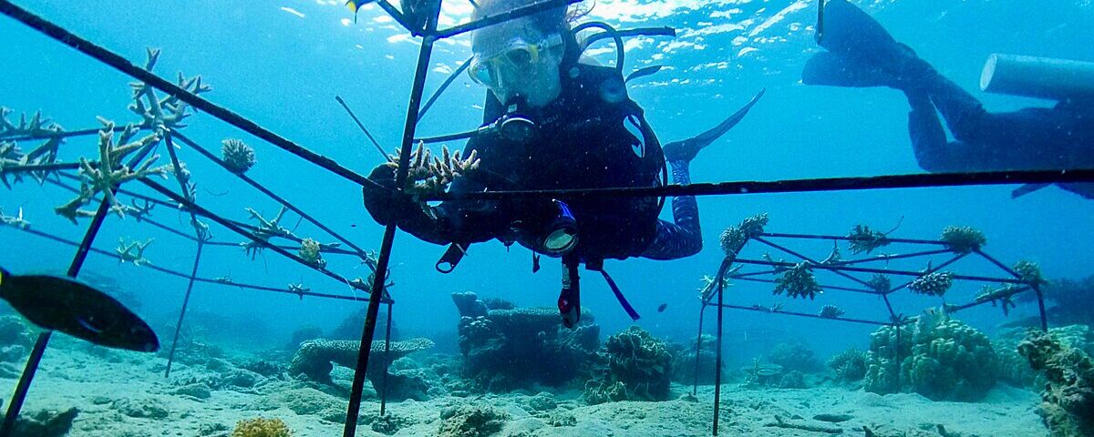 Interior of the Taiei Maru wreck with glassfish, Coron, Philippines