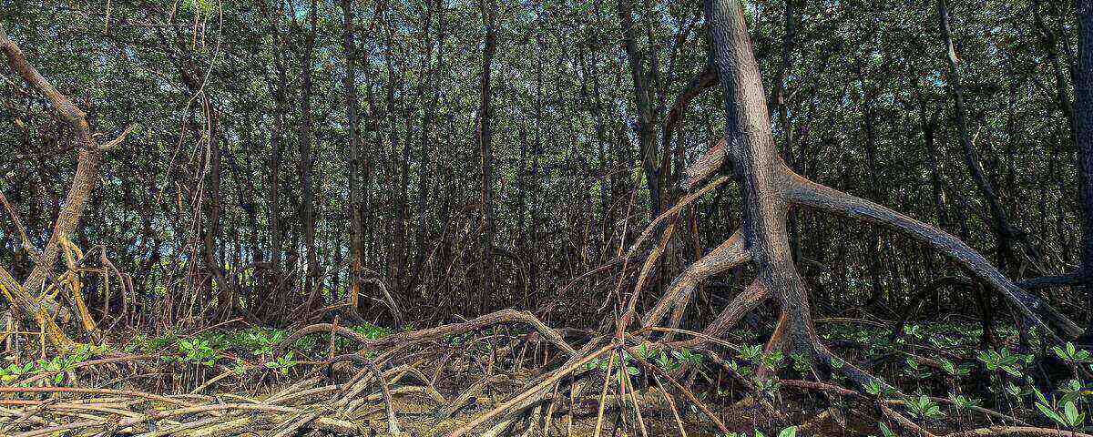 Mangrove roots descending into the water at The Passage, Raja Ampat