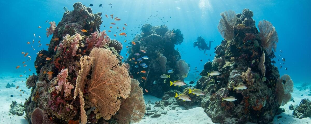 Coral-covered rock pinnacles at Three Sisters dive site in Komodo National Park, Indonesia