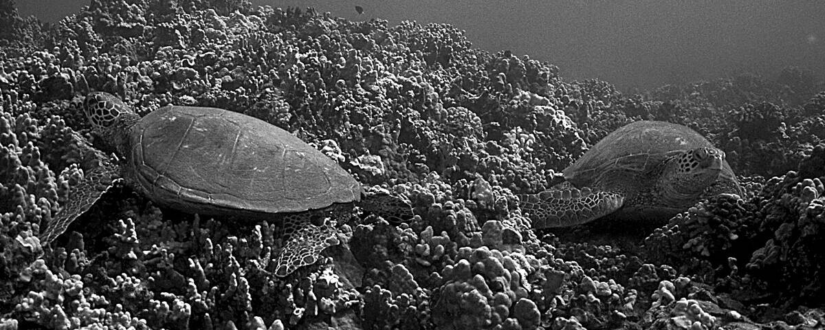Sea turtle swimming over protected reef at Tongo Point Marine Sanctuary, Moalboal