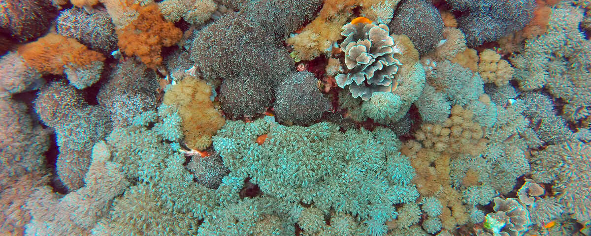 Shallow coral garden with diverse hard coral formations and reef fish in clear tropical water, typical of Tulamben's sheltered reef areas