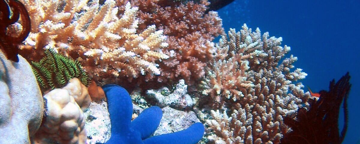 Blue sea star on coral reef wall with tropical fish, representative of the rich marine life along Tulamben's steep drop-off