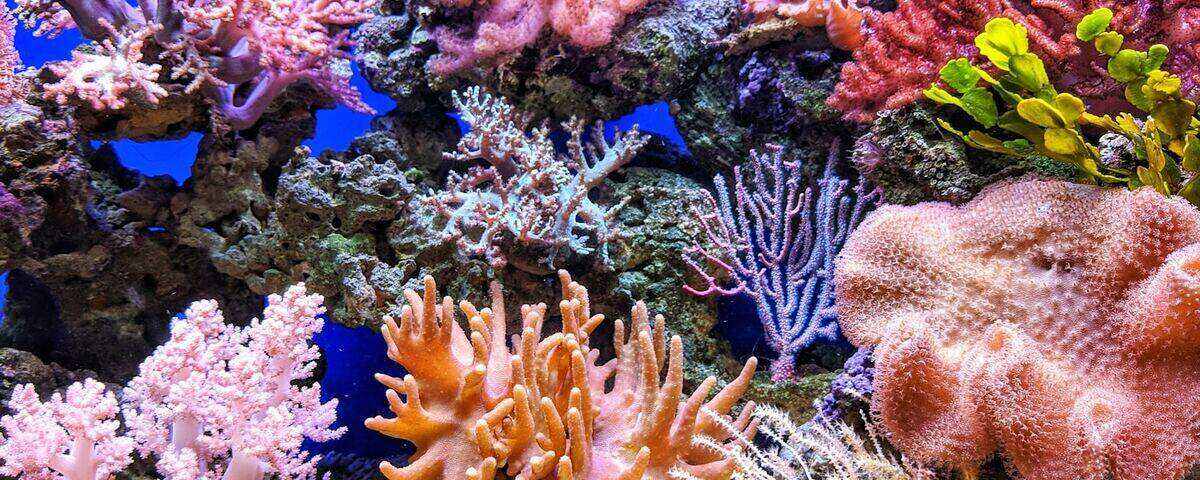 Diver drifting through Ulong Channel coral garden with reef sharks, Palau