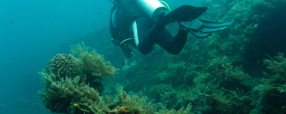 Coral-encrusted shipwreck structure with schooling fish, iconic wreck diving scene characteristic of the USAT Liberty in Tulamben, Bali