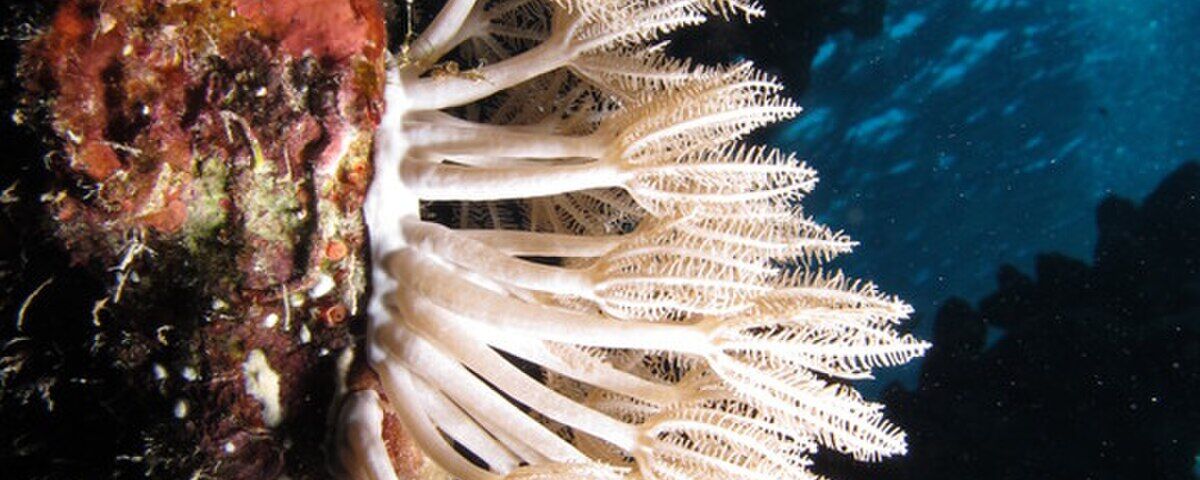 Coral-covered wall with gorgonian fans at Verde Island, Puerto Galera, Philippines