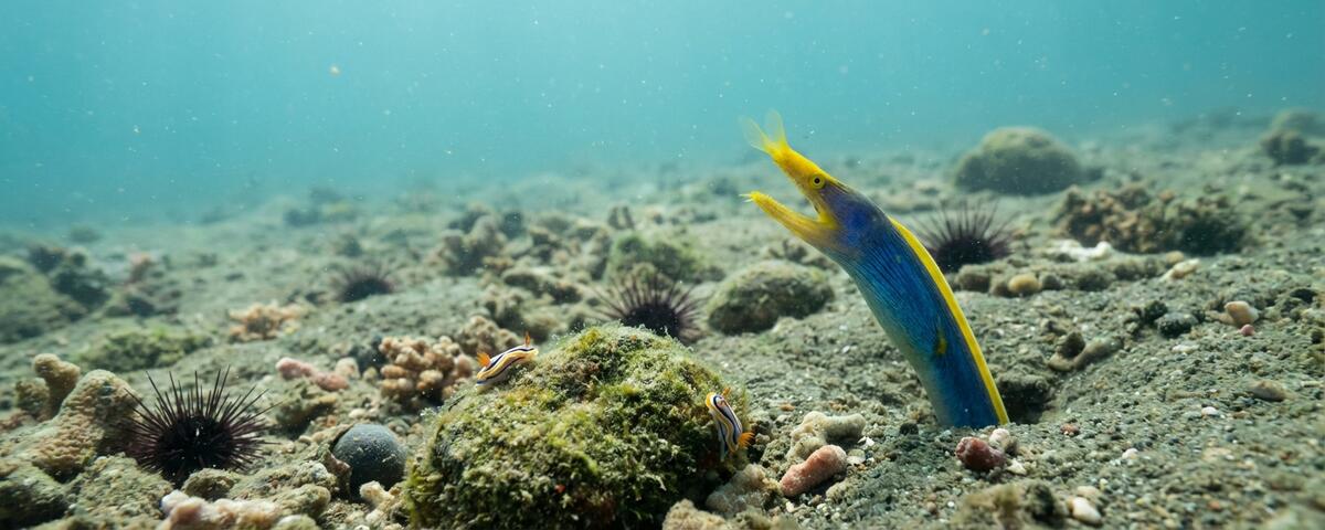 Colourful ribbon eel emerging from sandy rubble at Wainilu muck dive site in Komodo National Park, Indonesia