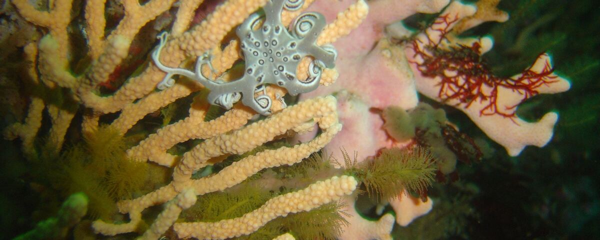 Pristine coral wall at Wall Street dive site, Tubbataha Reefs, Philippines
