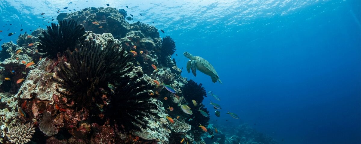 Coral wall dropping into deep blue water with black coral bushes and a green turtle at West Ridge dive site, Sipadan Island Malaysia