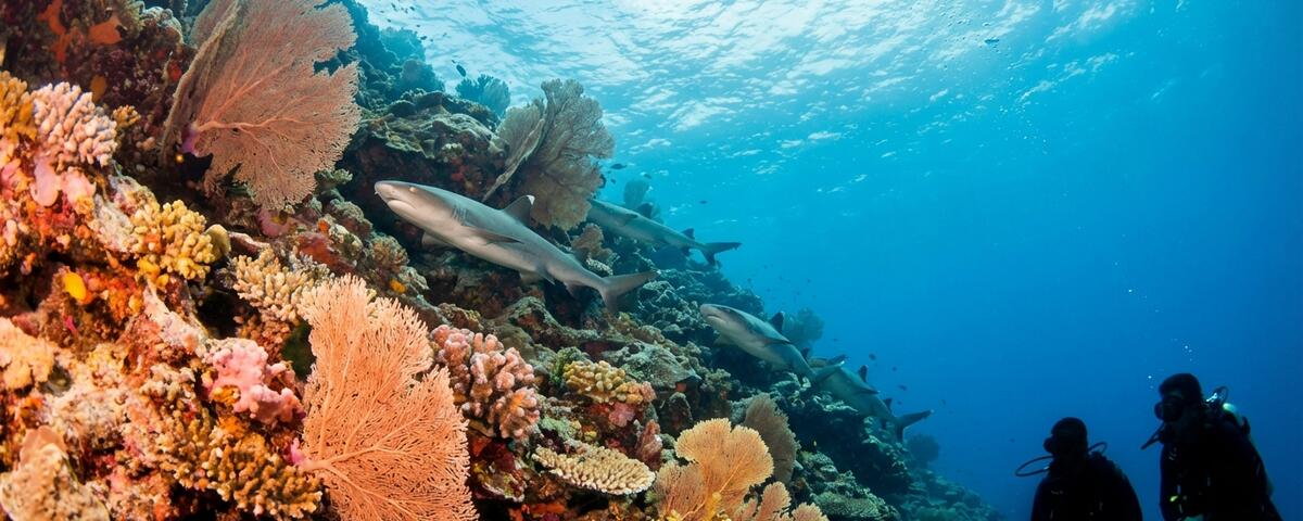 Whitetip reef sharks resting along the coral wall at Whitetip Avenue dive site Sipadan Island Malaysia with clear blue Celebes Sea water